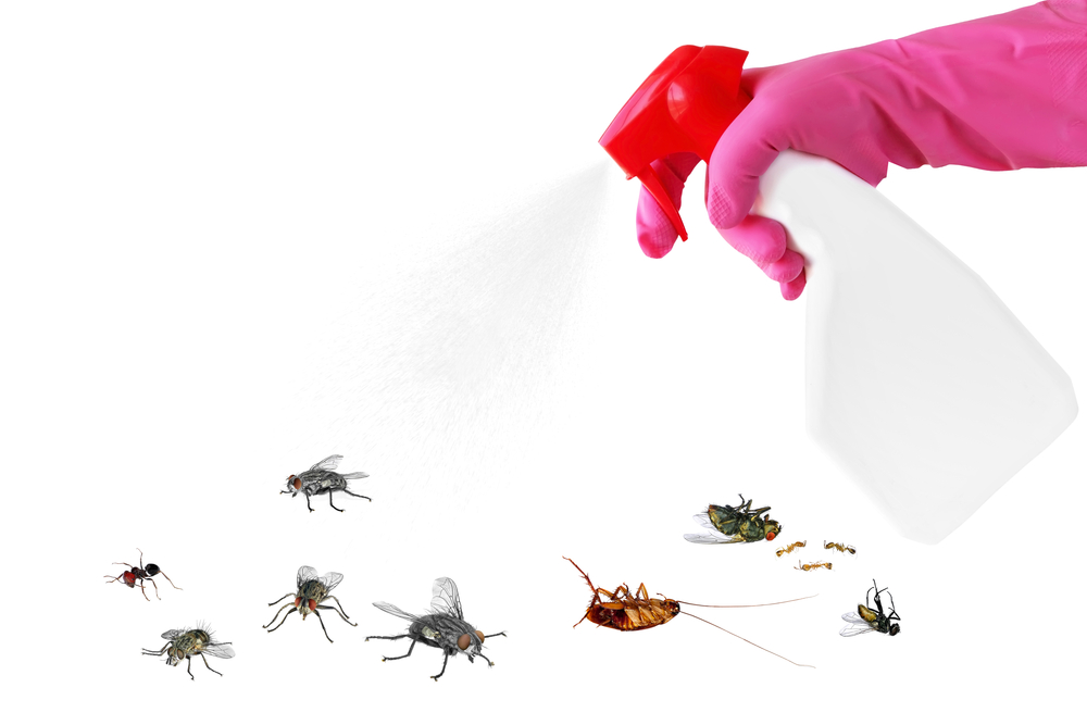 虫と戦うフィリピン留学 ゴキブリや蚊への対処法とお役立ちグッズ Englishpedia