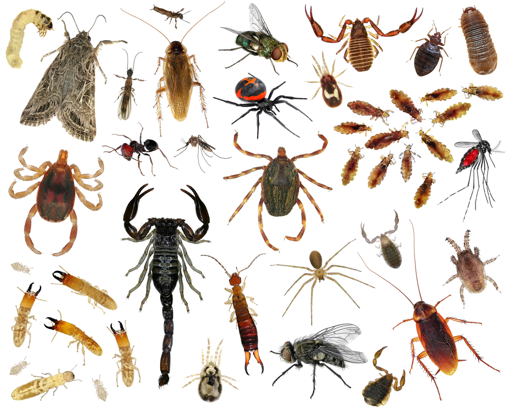 虫と戦うフィリピン留学【ゴキブリや蚊への対処法とお役立ち ...